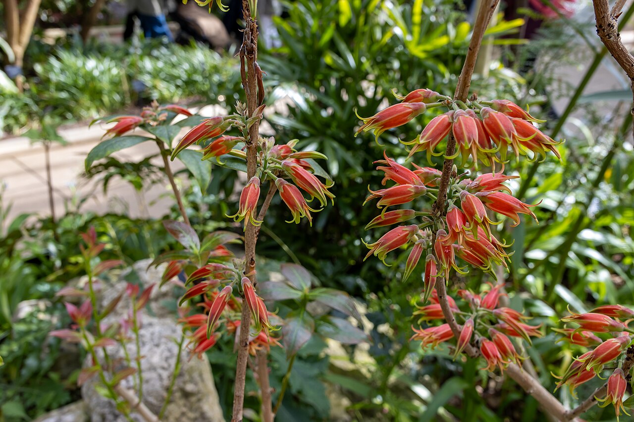 Agapetes moorei: Agapetes moorei at Kew Gardens