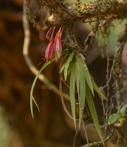 Agapetes odontocera (Agapetes odontocera)