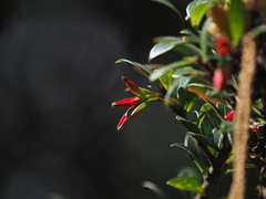 Agapetes wardii (Agapetes wardii)