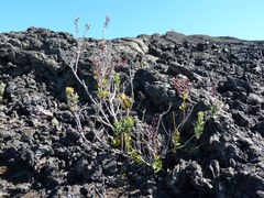 Agarista buxifolia (Agarista buxifolia)