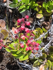 Agarista buxifolia (Agarista buxifolia)