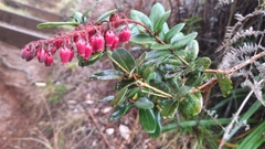 Agarista buxifolia (Agarista buxifolia)