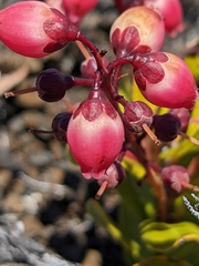 Agarista buxifolia (Agarista buxifolia)