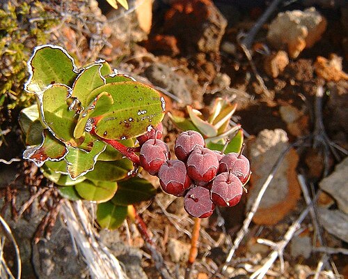 Agarista buxifolia: Agauria buxifolia - unripen fruits