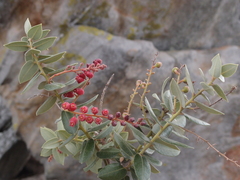 Agarista buxifolia (Agarista buxifolia)