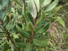 Agarista buxifolia (Agarista buxifolia)
