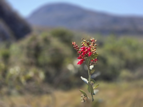 Agarista coriifolia (Agarista coriifolia)