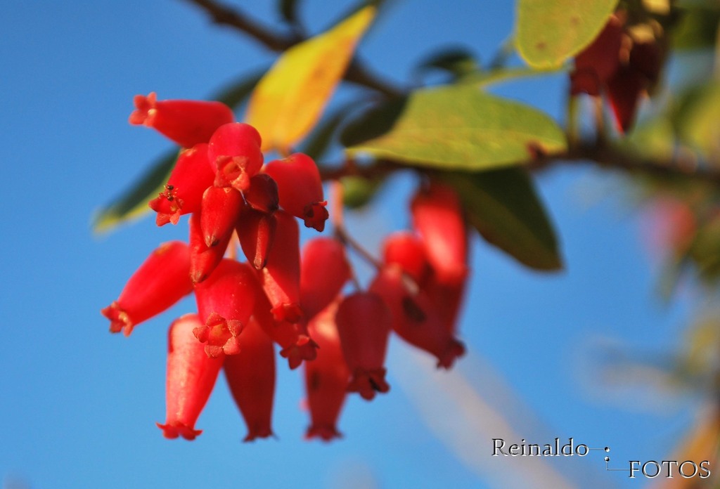 Agarista coriifolia (Agarista coriifolia)
