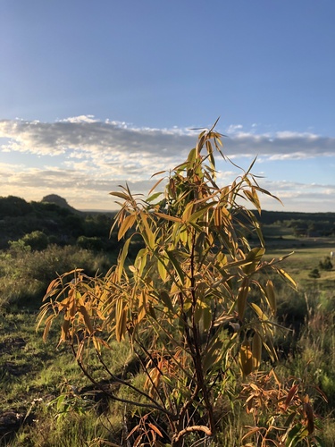 Agarista eucalyptoides (Agarista eucalyptoides)