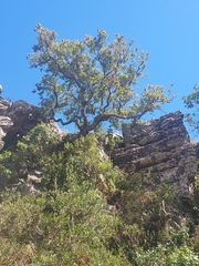 Agarista eucalyptoides (Agarista eucalyptoides)