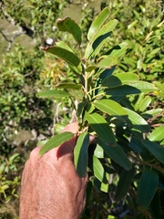 Agarista eucalyptoides (Agarista eucalyptoides)