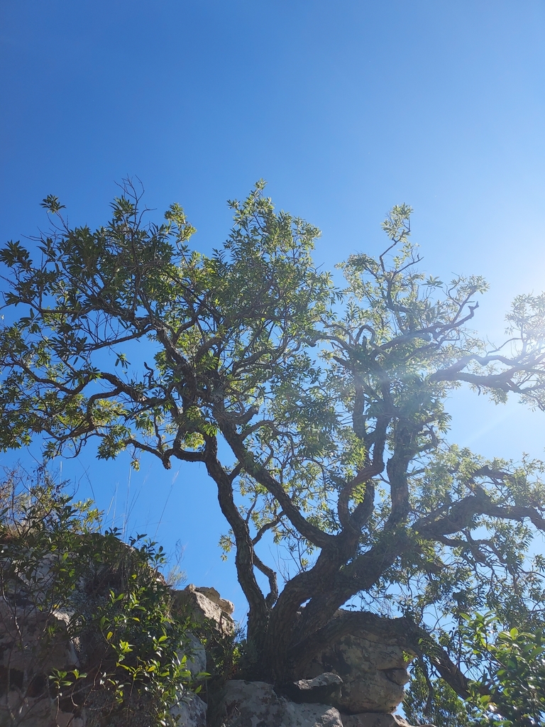 Agarista eucalyptoides (Agarista eucalyptoides)