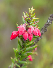 Agarista hispidula (Agarista hispidula)