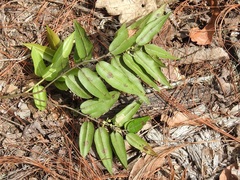 Agarista mexicana (Agarista mexicana)
