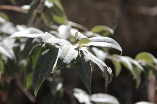 Agarista mexicana (Agarista mexicana)