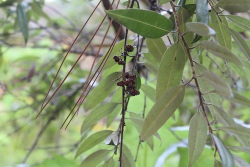 Agarista mexicana (Agarista mexicana)