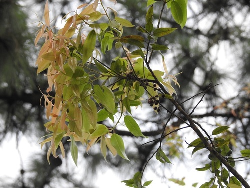 Agarista mexicana (Agarista mexicana)