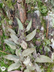 Agarista mexicana (Agarista mexicana)