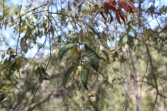 Agarista mexicana (Agarista mexicana)