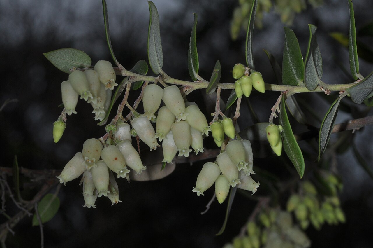 Agarista paraguayensis: Agarista paraguayensis, San Ignacio, Misiones, Argentina, 2022-08-08 (iNaturalist).