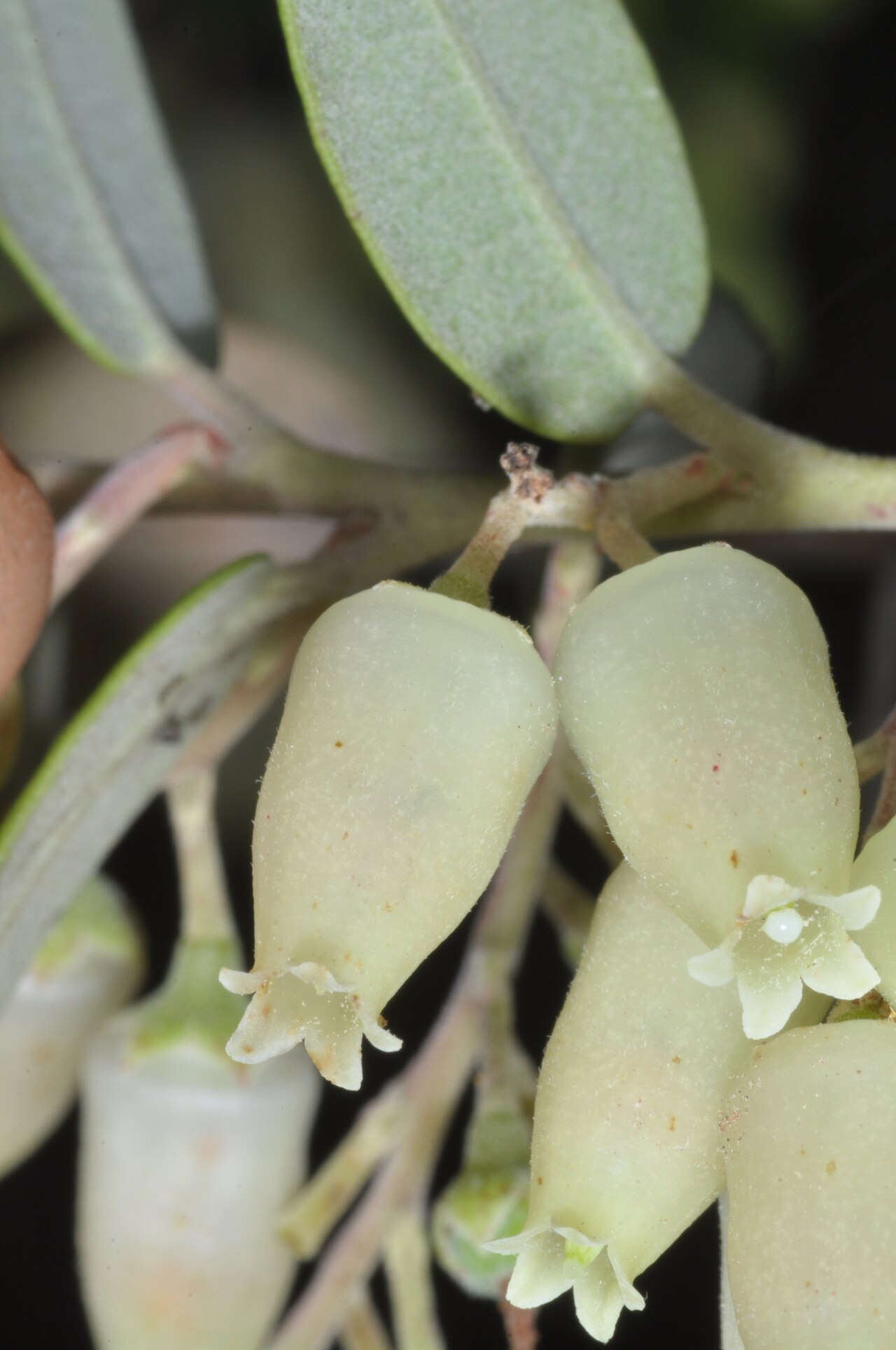 Agarista paraguayensis: Agarista paraguayensis, San Ignacio, Misiones, Argentina, 2022-08-08 (iNaturalist).