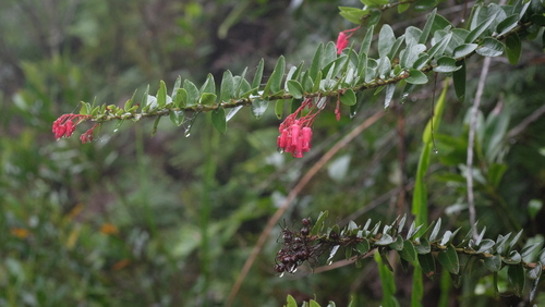 Agarista pulchella (Agarista pulchella)