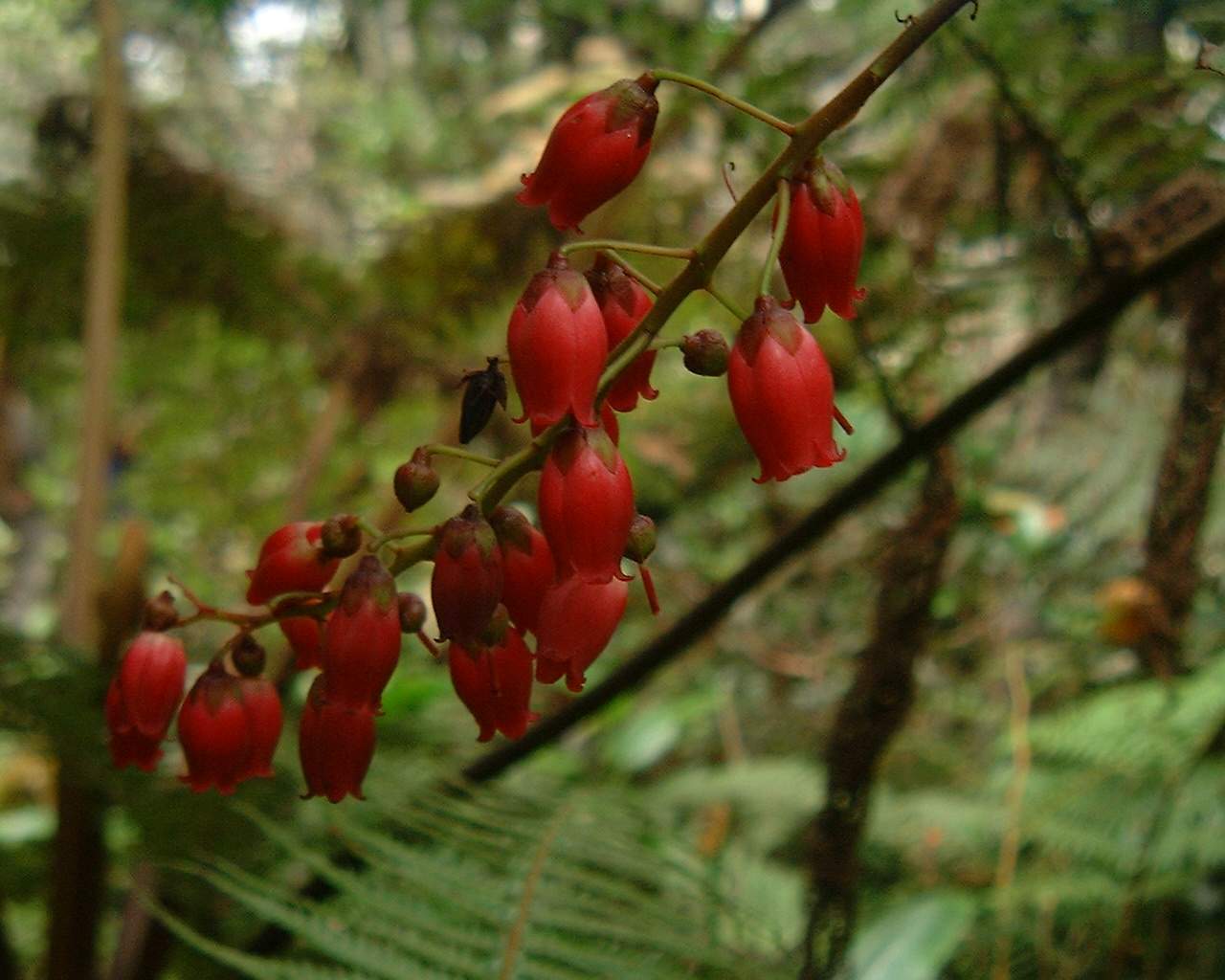 Agarista salicifolia: Agauria salicifolia - flowers
