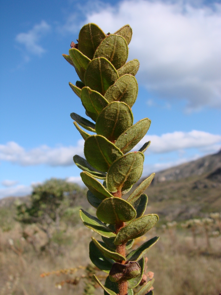 Agarista virgata: Agarista virgata Judd - ERICACEAE - Espécie endêmica de Minas Gerais - Parque Estadual do Biribiri - Serra do Espinhaço - Diamantina - Minas Gerais - Brasil.