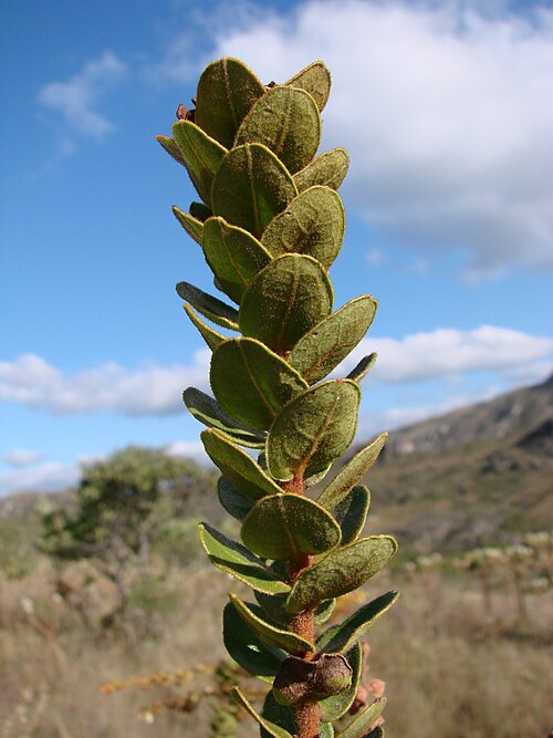 Agarista virgata: Agarista virgata Judd - ERICACEAE - Espécie endêmica de Minas Gerais - Parque Estadual do Biribiri - Serra do Espinhaço - Diamantina - Minas Gerais - Brasil.
