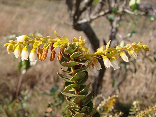 Agarista virgata: Agarista virgata - ERICACEAE - Espécie endêmica de Minas Gerais - Parque Estadual do Biribiri - Serra do Espinhaço - Diamantina - Minas Gerais - Brasil.