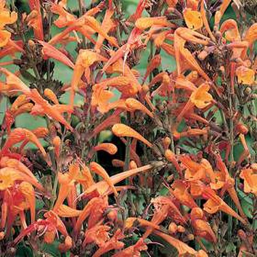 Agastache aurantiaca: Agastache aurantiaca