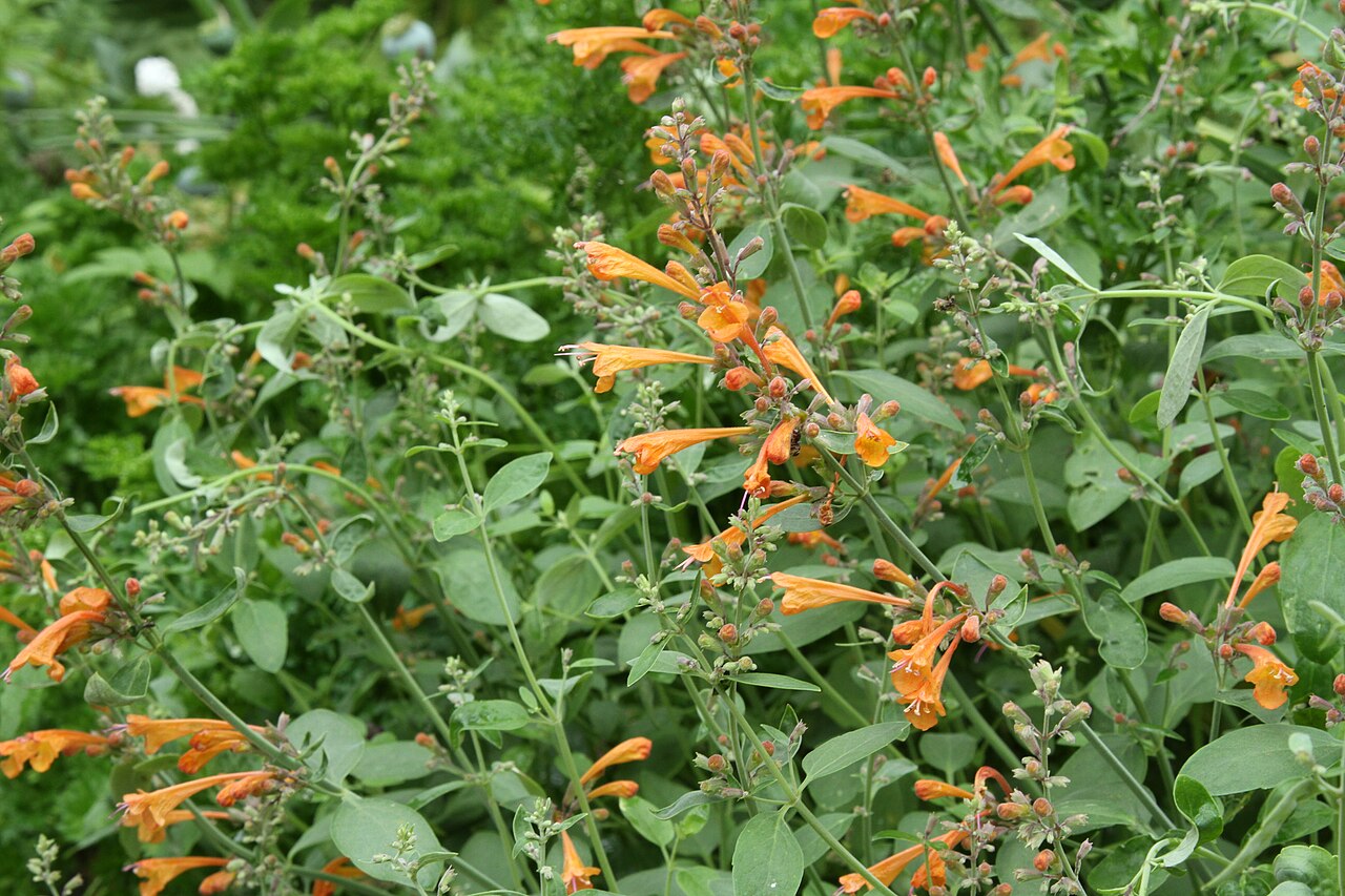 Agastache aurantiaca: Agastasche aurantiacum in blossom. Finland, end of July.