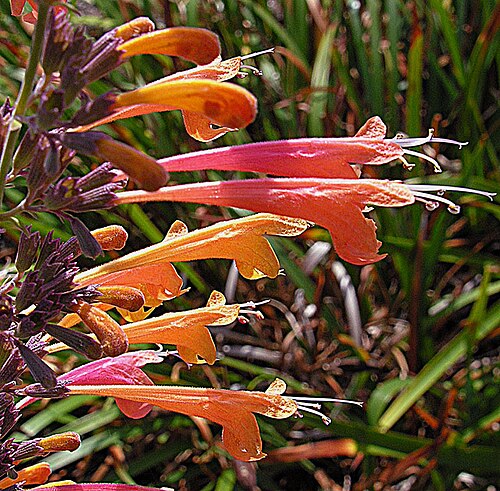 Agastache aurantiaca: Native to southern U.S. and Mexico, and cultivated as the Orange Hummingbird Mint. Univ. of B.C. Botanical Gardens. In context at www.dixpix.ca/meso_america/Flo