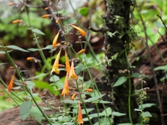 Agastache aurantiaca (Agastache aurantiaca)