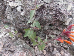Agastache aurantiaca (Agastache aurantiaca)