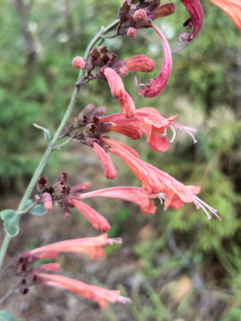 Agastache aurantiaca (Agastache aurantiaca)