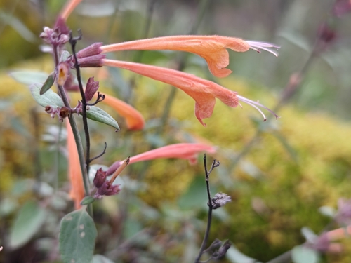 Agastache aurantiaca (Agastache aurantiaca)