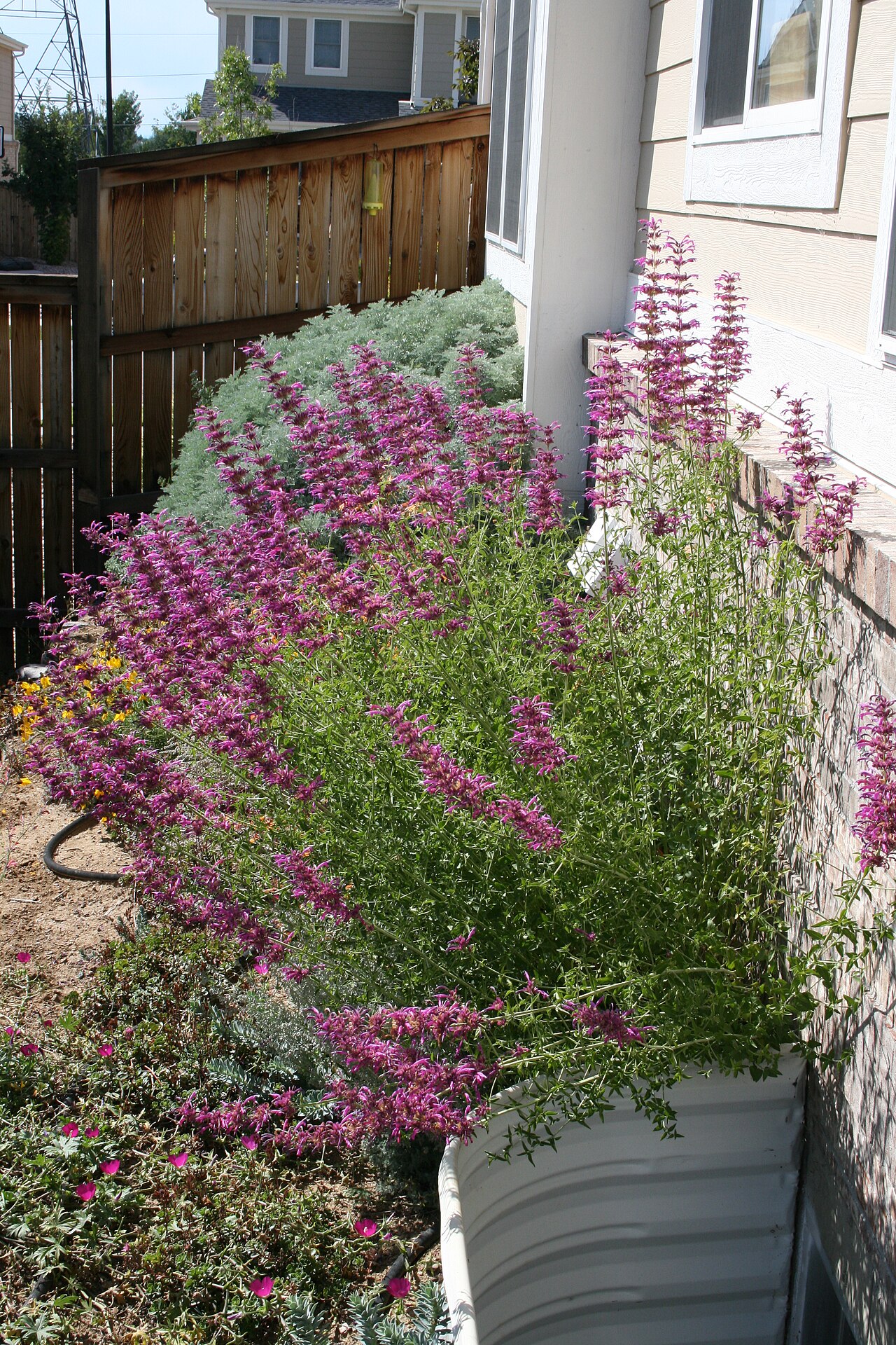 Mosquito plant: Flickr description Agastache cana (Hummingbird Mint) A member of the mint family, this perennial plant smells like bubble gum (this particular cultivar is named