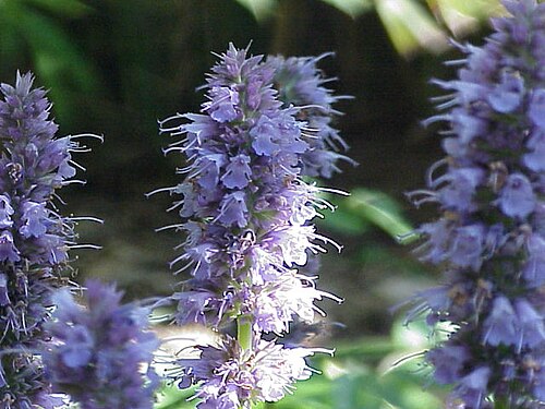 Blue giant hyssop: Species : Agastache anisata Family : Image No. 2