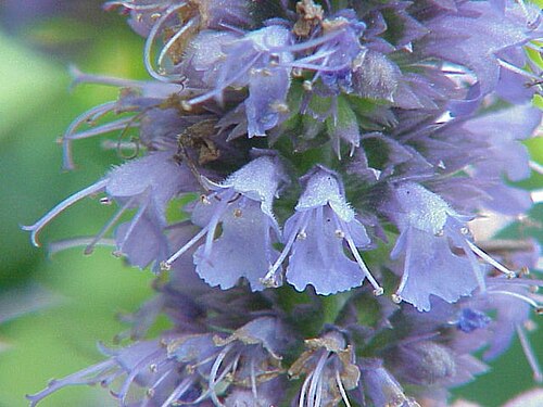 Blue giant hyssop: Species : Agastache anisata Family : Image No. 1