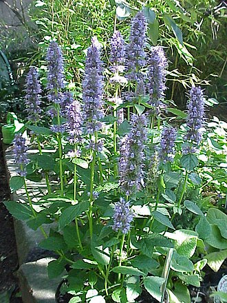 Blue giant hyssop (Agastache foeniculum)
