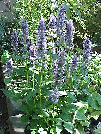 Blue giant hyssop (Agastache foeniculum)