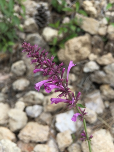 San Luis Mountain giant hyssop (Agastache mearnsii)