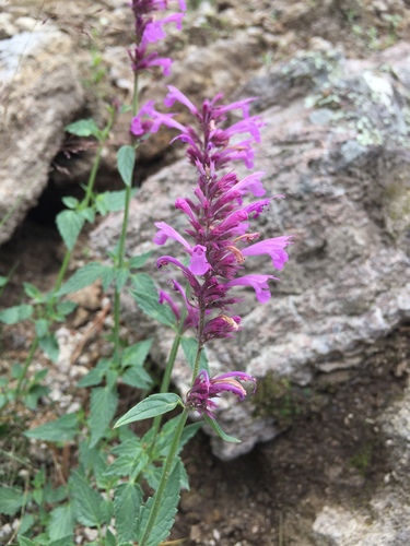 San Luis Mountain giant hyssop (Agastache mearnsii)