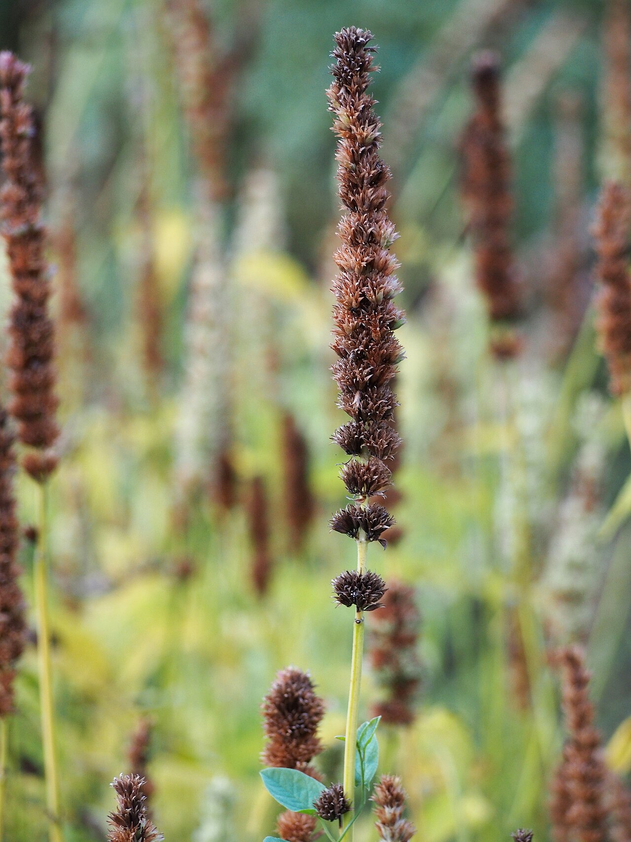 Agastache mexicana: Kłosowiec meksykański Agastache mexicana , okaz uprawiany. Ogród Botaniczny Uniwersytetu Wrocławskiego, Wrocław, Polska.