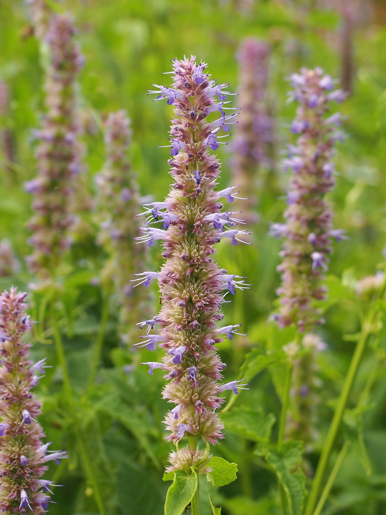 Agastache mexicana: Mexican giant hyssop ( Agastache mexicana ) inflorescences, plant cultivated in Wrocław University Botanical Garden, Wrocław, Poland.
