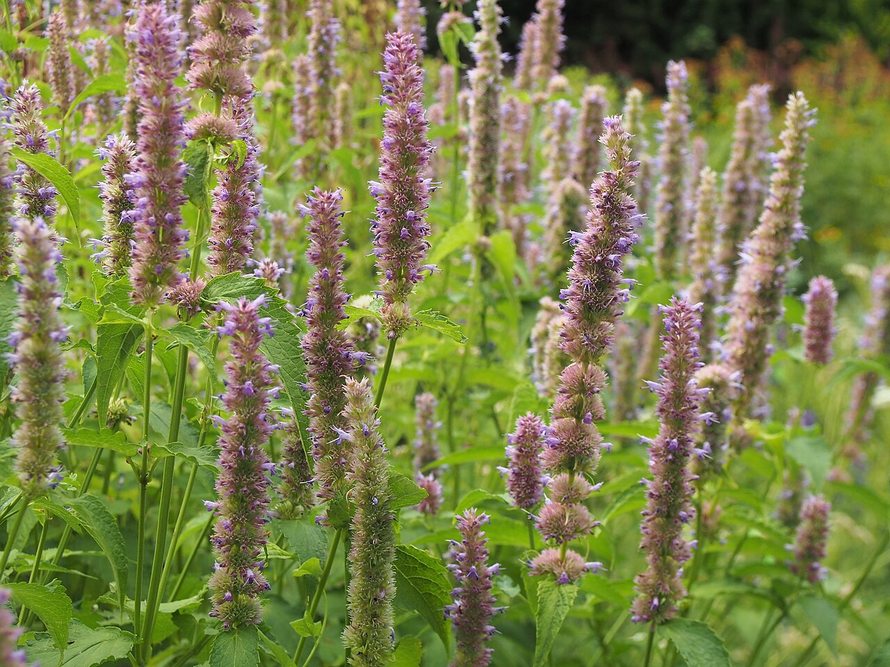 Agastache mexicana: Mexican giant hyssop ( Agastache mexicana ) inflorescences, plant cultivated in Wrocław University Botanical Garden, Wrocław, Poland.