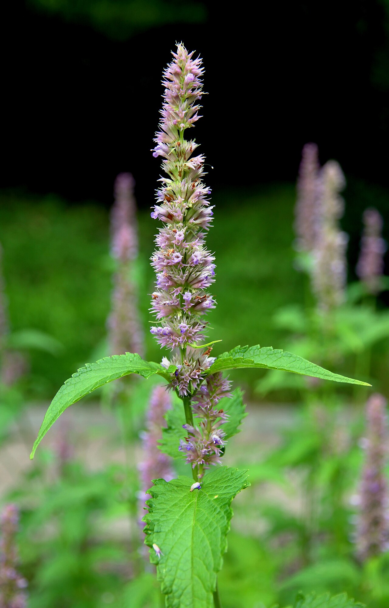 Agastache mexicana: Flowers of plant Agastache mexicana from the Botanical Gardens of Charles University , Prague , Czech Republic