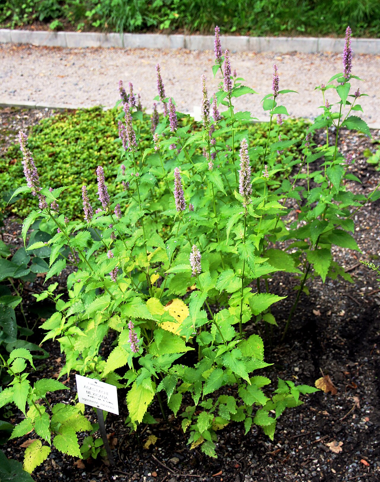Agastache mexicana: Plant with flowers Agastache mexicana from the Botanical Gardens of Charles University , Prague , Czech Republic