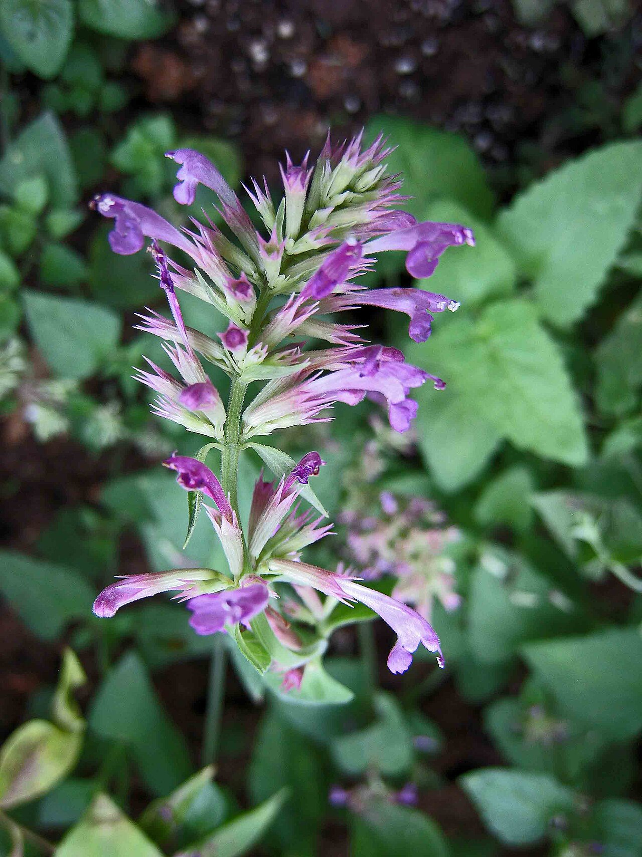 Agastache mexicana: Mexican giant hyssop